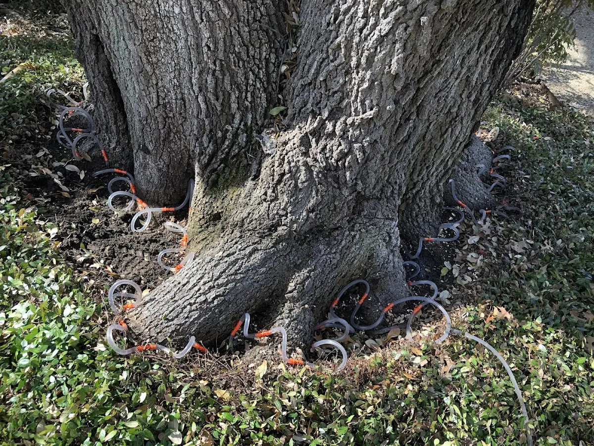 Detailed Shrub and Hedge Trimming job site in Ledbetter