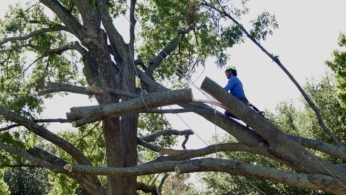 Professional Hazardous Tree Removal performed by certified arborists in Ledbetter